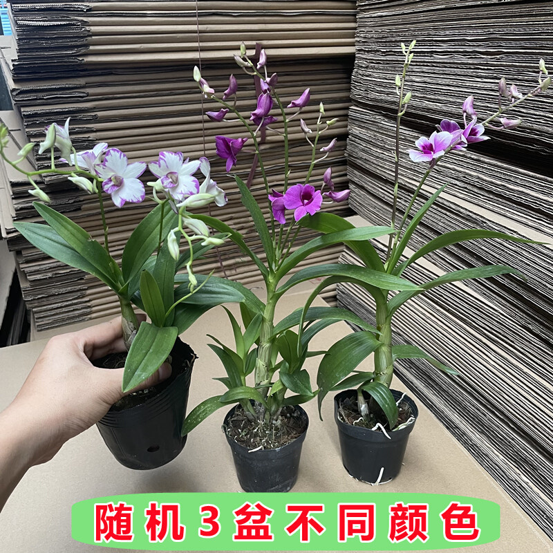 泼墨石斛兰盆栽秋石斛带花苞绿植洋兰花四季开花阳台植物室内花卉