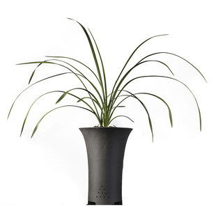 精品兰花*大一品*正宗老种蕙兰高档名贵兰花花卉盆栽【浙江嘉兰】