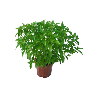 九层塔盆栽新鲜可食用潮汕金不换苗泰国罗勒叶花香料植物调味擂茶