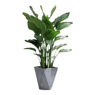 北京盆栽天堂鸟鹤望兰净化空气乔迁绿植新房客厅办公室植物吸甲醛