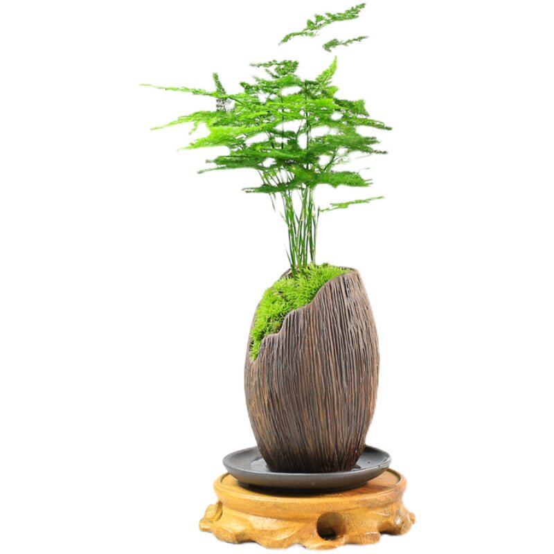 文竹盆栽植物绿化迷你四季办公室