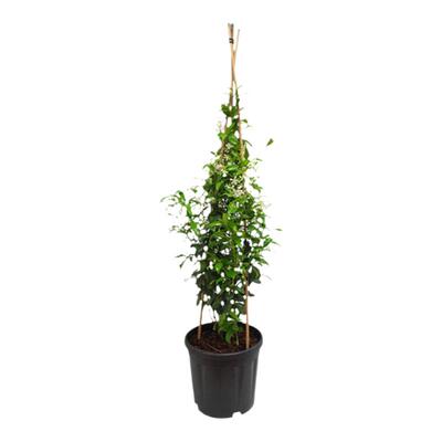 塔莎的花园风车茉莉四季爬藤植物