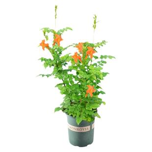 炮仗花爬藤植物鞭炮花大苗老桩多季开花阳台庭院可种藤本攀援花卉