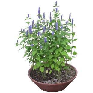 食用藿香苗盆栽叶新鲜阳台菜苗种籽种子四季药材种植秧中药五香