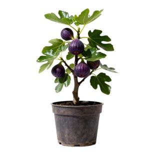 无花果树果苗带果盆栽树苗波姬红特大果南北方四季巴劳奈果树耐寒