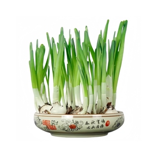 水仙花盆栽水养带芽郁金香种球办公桌面室内水培绿植物风信子花卉