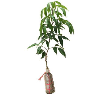 荔枝树苗嫁接桂味糯米糍果苗盆地栽南北方种植无核妃子笑果苗带土