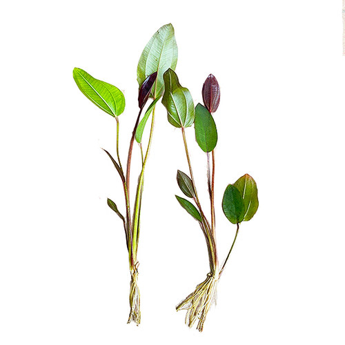 ADA红心皇冠阿根廷紫荆九冠水草南美缸造景鱼缸养鱼专用乌龟水草