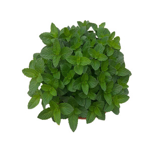 迷迭香盆栽薄荷可食用香草植物西餐香料阳台组合柠檬百里香九层塔