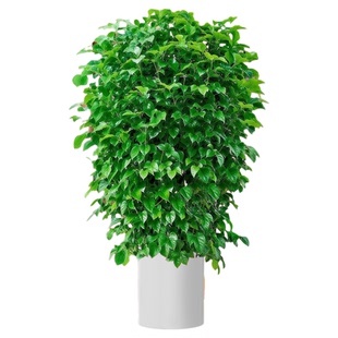 幸福树客厅盆栽大型绿植室内平安树老桩吸绿宝甲醛丛生树苗禄植物