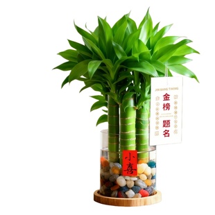 文昌竹4支金榜题名水培绿植室内办公室桌面富贵竹盆栽书桌好养活