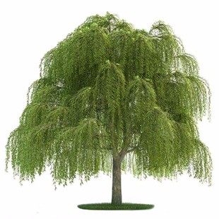 垂柳树树苗黄金柳青柳直柳树苗庭院大树绿化行道树风景树旱金丝柳