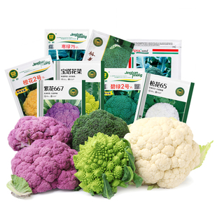 农科院菜花种子紫花椰菜黄色花菜松花菜西蓝花宝塔西兰苔蔬菜籽孑