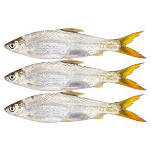 5斤包邮千岛湖野黄尾鱼新鲜活鱼现杀淡水鱼食用水产黄尾鲴姑子鱼