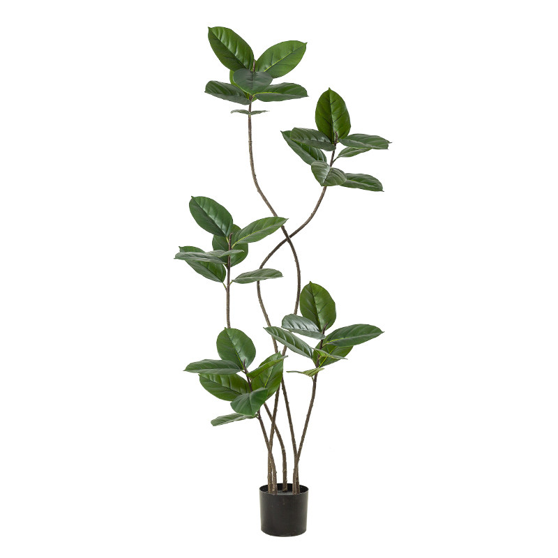 小红书爆款黑金刚橡皮树植物摆件