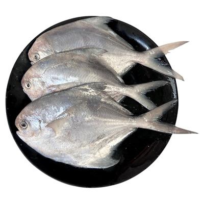 白鲳鱼小银鲳鱼鲜活冷冻潮汕海鲜水产海捕平鱼小昌鱼粉鲳新鲜海鱼