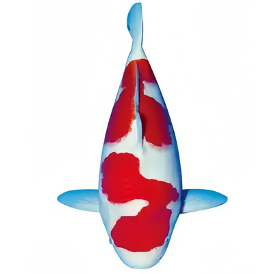 五彩兰花草金鱼好养耐活七彩小鱼