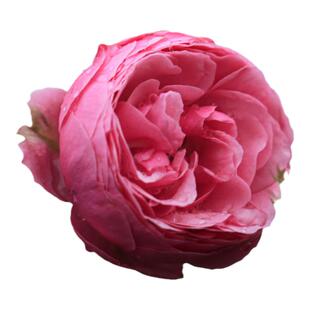 海蒂的花园 艾拉绒球直立月季抗病勤花阳台庭院花卉植物盆栽苗