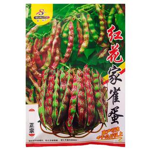 麻雀豆家雀蛋种子东北红金钩油豆角花豆四季豆地豆爬藤蔬菜种籽孑