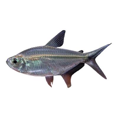 黑尾大勾群游小型热带观赏鱼