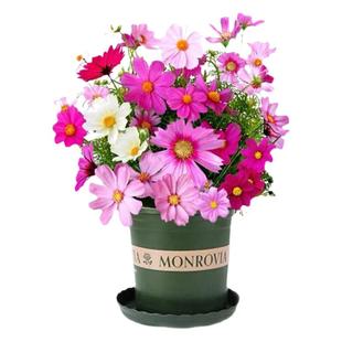 野花组合花种子四季播种室外矮生花种籽子庭院波斯菊格桑花籽大全