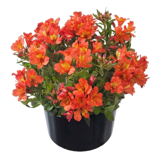 真心花卉 进口品种 盆栽 多年生【六出花】秘鲁百合 水仙百合 苗