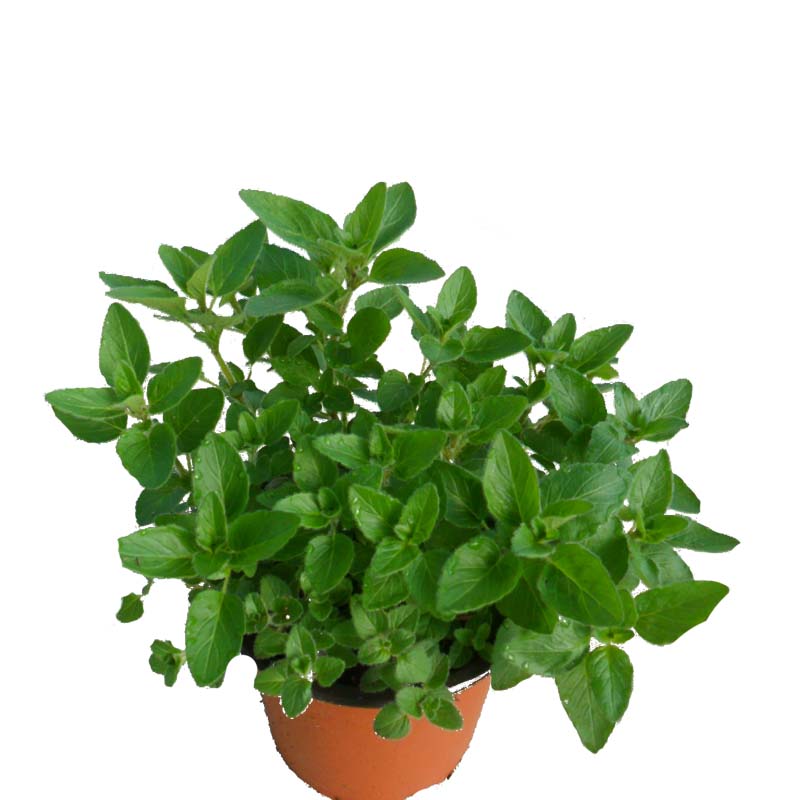 四季包邮香草盆栽希腊牛至披萨草比萨绿植花卉厨房调味奥勒冈西餐
