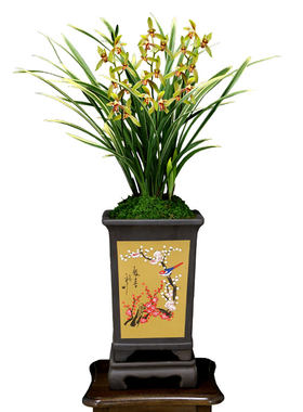 四季建兰开花机器锦旗带花浓香型