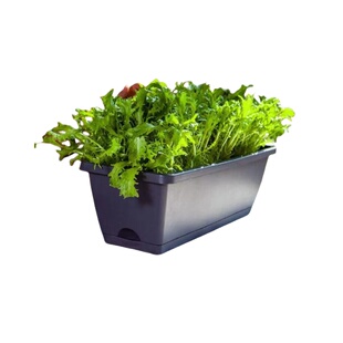 适合秋天种的蔬菜种子农家9月立秋可以种的菜籽种大全秋季菜种孑