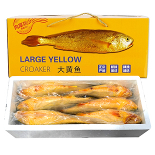 6条舟山特大黄鱼礼盒海鲜年货大礼包礼盒过年送礼新鲜深海黄花鱼