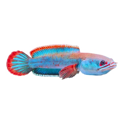 梦幻血斑一型雷龙鱼小型观赏鱼