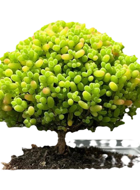 蜜桔糖球小老桩多肉植物枝干番杏绿植高端精品稀有冷门盆栽四季种