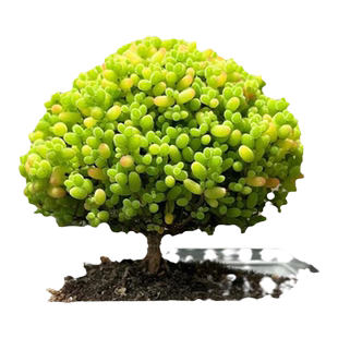 蜜桔糖球小老桩多肉植物枝干番杏绿植高端精品稀有冷门盆栽四季种