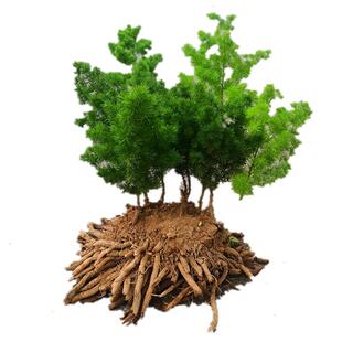 蓬莱松盆栽植物绣球松水松叶大苗办公室内花卉四季常青绿植小盆景