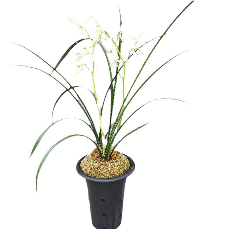 云南兰花大雪素莲瓣兰优质自然苗客厅办公桌绿植盆栽疯狂促销包邮