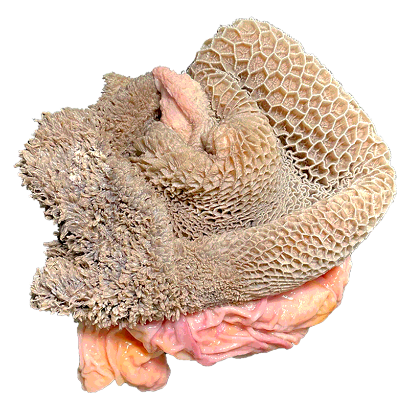 草原散养黄牛生牛肚4斤