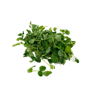 豌豆尖头100克/盒新鲜豌豆苗嫩芽龙须青豆苗蔬菜清炒火锅酒店料理