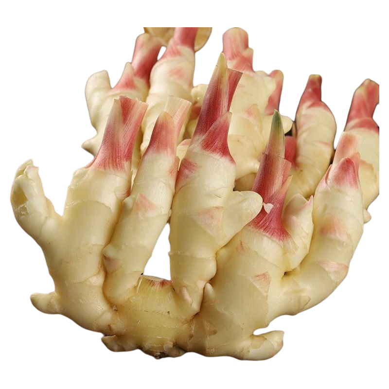 现货速发!红芽嫩仔姜批发包邮!