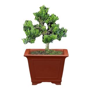 精品紫砂花盆仿古四方长方形室内桌面古典盆景盆马槽简约陶瓷包邮