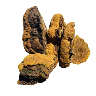 野生杨树桑黄 桑黄灵芝 野生桑黄 野生黄灵芝  杨树桑黄 金边桑黄