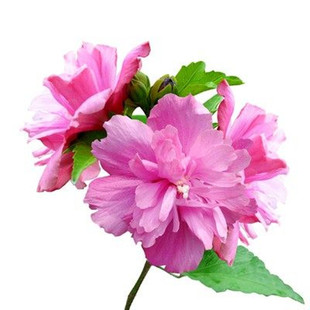 木槿花树苗重瓣可食用花卉庭院阳台盆栽园林绿化当年开花成品植物