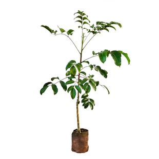 黑橄榄树苗嫁接橄榄雕刻大核工艺乌橄榄苗南北方盆栽地裁当年挂果