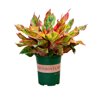 万年红盆栽大盆四季花卉室内阳台客厅办公室桌面绿植树苗观叶植物