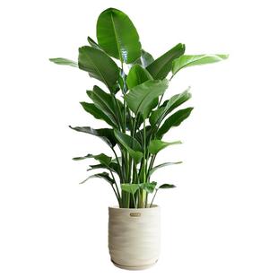 天堂鸟绿植盆栽室内大型植物新房落地真盆景办公室植物鹤望兰花卉