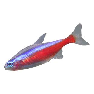 巴西宝莲灯鱼热带观赏鱼活体红绿水族草缸群游小型淡水灯科宠物鱼