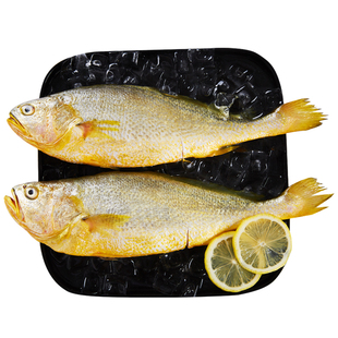 三都港三去大黄花鱼新鲜速冻鲜活海鱼斤宁德小黄鱼海鲜【4只装】