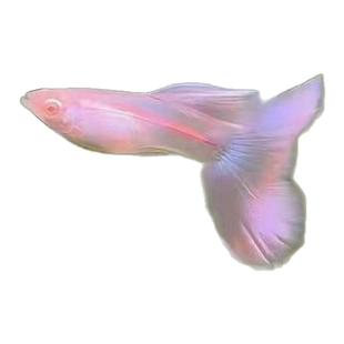 金粉孔雀鱼莫紫白子凤尾墨子白子大尾巴精品热带观赏鱼网红梦幻粉