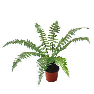 大型蕨类室内外盆栽造景植物蕨类绿植蕨类植物盆栽荚果蕨贯众蕨蕨