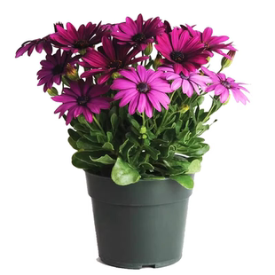 进口非洲菊种子扶郎花菊花种籽阳台盆栽四季播种庭院耐寒植物花卉