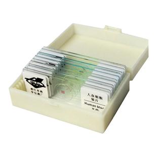 生物显微镜11种标本切片儿童中学生教学套装动植物细胞玻片实验载玻片